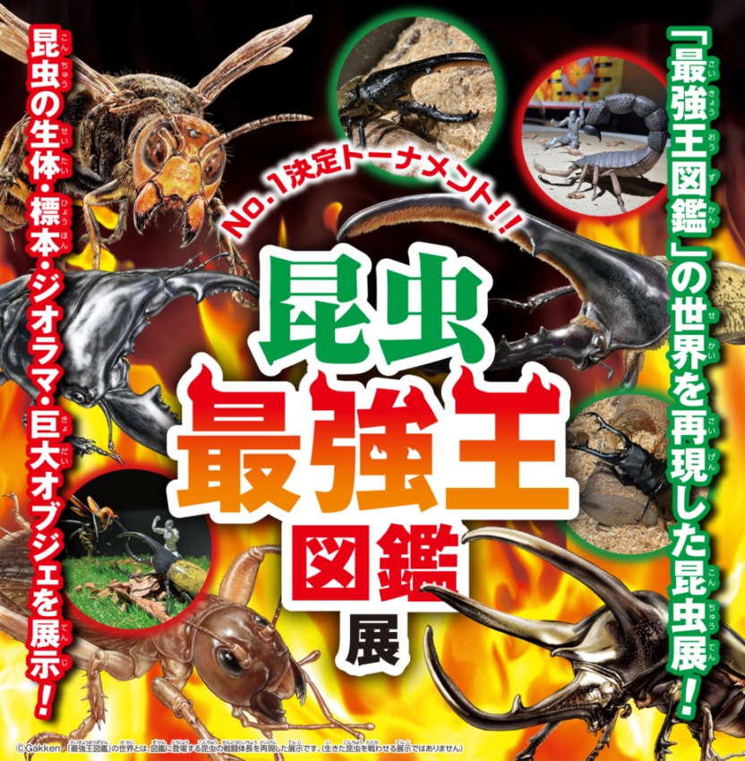 昆虫最強王図鑑展を開催！